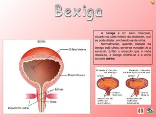 Bexiga A  bexiga  é um saco muscular, situado na parte inferior do abdómen, que se pode dilatar, enchendo-se de urina. Normalmente, quando metade da bexiga está cheia, sente-se vontade de a esvaziar. Então o músculo que a veda relaxa-se, a bexiga contrai-se e a urina sai pela  uretra . 