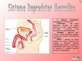 Sistema Reprodutor Masculino O  sistema reprodutor masculino  é constituído por: Testículos  – são duas glândulas situadas na parte exterior do corpo, numa espécie de bolsa – o escroto – que produzem os espermatozóides. Próstata  – glândula que produz o líquido prostático, situada na base da bexiga e atravessada pela uretra. Pénis  – situado na parte exterior do corpo, enche-se de sangue e endurece quando sexualmente excitado – erecção. É atravessado pela uretra, por onde o esperma é expulso quando acontece a ejaculação. 