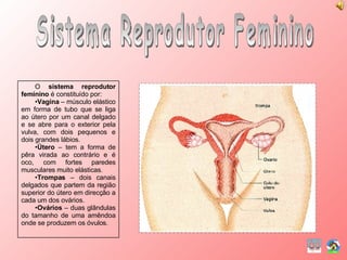 Sistema Reprodutor Feminino O  sistema reprodutor feminino  é constituído por: Vagina  – músculo elástico em forma de tubo que se liga ao útero por um canal delgado e se abre para o exterior pela vulva, com dois pequenos e dois grandes lábios. Útero  – tem a forma de pêra virada ao contrário e é oco, com fortes paredes musculares muito elásticas. Trompas  – dois canais delgados que partem da região superior do útero em direcção a cada um dos ovários. Ovários  – duas glândulas do tamanho de uma amêndoa onde se produzem os óvulos. 