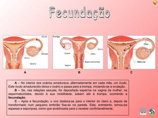 Fecundação A  – No interior dos ovários amadurece, alternadamente em cada mês, um óvulo. Este óvulo amadurecido deixa o ovário e passa para a trompa, iniciando-se a ovulação. B  – Se, nas relações sexuais, for depositado esperma na vagina da mulher, os espermatozóides, devido à sua mobilidade, sobem até à trompa, ocorrendo a  fecundação . C  – Após a fecundação, o ovo desloca-se para o interior do útero e, depois de transformado num pequeno embrião fixa-se na parede. Esta, entretanto, tornou-se espessa e esponjosa, como que acolchoada para o receber confortavelmente. A B C 