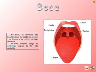 Boca Na boca, os alimentos são transformados por acção dos  dentes , da  língua  e da  saliva , no bolo alimentar. O bolo alimentar chega ao  estômago  depois de ter sido deglutido. 