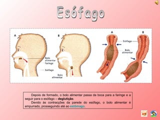Esófago Depois de formado, o bolo alimentar passa da boca para a faringe e a seguir para o esófago –  deglutição . Devido às contracções da parede do esófago, o bolo alimentar é empurrado, prosseguindo até ao  estômago . 