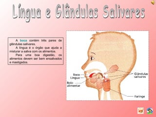 Língua e Glândulas Salivares A  boca  contém três pares de glândulas salivares. A língua é o órgão que ajuda a misturar a saliva com os alimentos. Para uma boa digestão, os alimentos devem ser bem ensalivados e mastigados. 