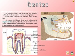 Dentes Os dentes trituram os alimentos em pedaços suficientemente pequenos para serem engolidos. Cada dente é constituído por uma coroa e uma raiz. Os modernos hábitos alimentares exigem uma  higiene oral  cuidada, não só para combater o mau hálito, extremamente desagradável, como para evitar o aparecimento da cárie dentária. i 