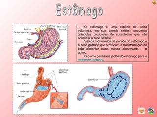 Estômago O estômago é uma espécie de bolsa volumosa, em cuja parede existem pequenas glândulas produtoras de substâncias que vão constituir o suco gástrico. São os movimentos da parede do estômago e o suco gástrico que provocam a transformação do bolo alimentar numa massa acinzentada – o quimo. O quimo passa aos jactos do estômago para o  intestino delgado . 