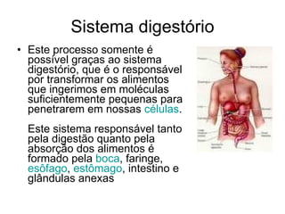 Sistema digestório Este processo somente é possível graças ao sistema digestório, que é o responsável por transformar os alimentos que ingerimos em moléculas suficientemente pequenas para penetrarem em nossas  células . Este sistema responsável tanto pela digestão quanto pela absorção dos alimentos é formado pela  boca , faringe,  esôfago ,  estômago , intestino e glândulas anexas   