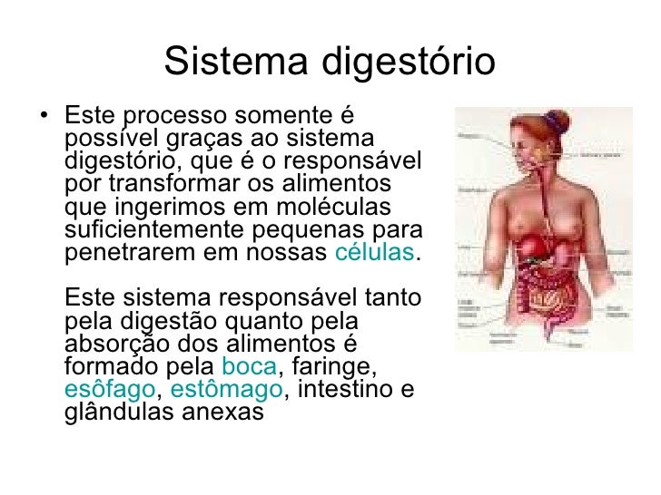 Esse Sistema Representado é Responsável Principalmente Pela