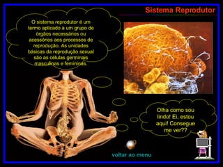 Sistema Reprodutor Olha como sou lindo! Ei, estou aqui! Consegue me ver?? O sistema reprodutor é um termo aplicado a um grupo de órgãos necessários ou acessórios aos processos de reprodução. As unidades básicas da reprodução sexual são as células germinais masculinas e femininas. voltar ao menu 