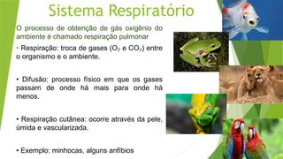 Sistema Respiratório
O processo de obtenção de gás oxigênio do
ambiente é chamado respiração pulmonar
• Respiração: troca de gases (O e CO ) entre
₂ ₂
o organismo e o ambiente.
• Difusão: processo físico em que os gases
passam de onde há mais para onde há
menos.
• Respiração cutânea: ocorre através da pele,
úmida e vascularizada.
• Exemplo: minhocas, alguns anfíbios
 