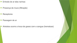  Entrada de ar elas narinas
 Presença de muco (filtração)
 Receptores
 Passagem de ar
 Alvéolos ocorre a troca de gases com o sangue (hematose)
 