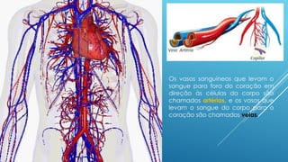 Os vasos sanguíneos que levam o
sangue para fora do coração em
direção às células do corpo são
chamados artérias, e os vasos que
levam o sangue do corpo para o
coração são chamados veias.
 