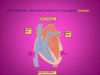 Dentro do peito,  temos ainda o motor do  corpo, que é o  coração .  