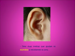 - Tens duas orelhas que ajudam os  ouvidos   a recolherem os sons . 