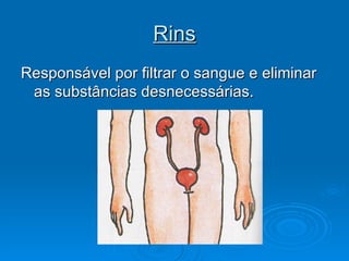 Rins Responsável por filtrar o sangue e eliminar as substâncias desnecessárias. 