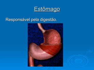 Estômago Responsável pela digestão. 