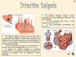 Intestino Delgado Ao intestino delgado chegam sucos produzidos por duas glândulas exteriores ao tubo digestivo: - A bílis, produzida pelo  fígado  e em reserva na  vesícula biliar ; - O suco pancreático, proveniente do  pâncreas . No intestino delgado, durante cerca de três horas, os alimentos são sujeitos a movimentos intestinais que facilitam não só a sua mistura com o suco pancreático, a bílis e o suco intestinal, mas também a sua deslocação ao longo daquele órgão. O quimo transforma-se assim, num líquido leitoso – o quilo, que vai ser conduzido até ao  intestino grosso . A parede do intestino delgado é revestida internamente por numerosas vilosidades intestinais. Os produtos da digestão, úteis ao organismo, sofrem absorção. Duodeno Jejuno Íleo 