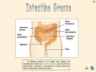 Intestino Grosso O intestino grosso é um órgão que recebe as substâncias vindas do  intestino delgado , que não foram absorvidas, e prepara e armazena as fezes antes de serem defecadas, através do ânus. Cólon ascendente Intestino grosso Intestino delgado Cólon transverso Cólon descendente Ânus Apêndice 