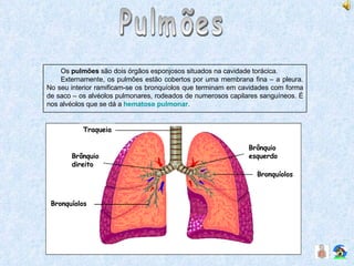 Pulmões Os  pulmões  são dois órgãos esponjosos situados na cavidade torácica. Externamente, os pulmões estão cobertos por uma membrana fina – a pleura. No seu interior ramificam-se os bronquíolos que terminam em cavidades com forma de saco – os alvéolos pulmonares, rodeados de numerosos capilares sanguíneos. É nos alvéolos que se dá a  hematose pulmonar . Traqueia Bronquíolos Bronquíolos Brônquio direito Brônquio esquerdo 