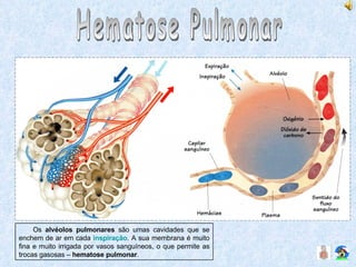 Hematose Pulmonar Os  alvéolos pulmonares  são umas cavidades que se enchem de ar em cada  inspiração . A sua membrana é muito fina e muito irrigada por vasos sanguíneos, o que permite as trocas gasosas –  hematose pulmonar . 