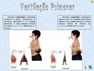 Ventilação Pulmonar Durante a  inspiração  o diafragma contrai-se e desce, contraem-se os músculos intercostais e as costelas elevam-se. A caixa torácica aumenta de volume, os  pulmões  dilatam-se e o ar entra. Durante a  expiração  o diafragma relaxa e sobe, os músculos intercostais relaxam e as costelas descem. A caixa torácica diminui de volume, os  pulmões  contraem-se e o ar sai. 