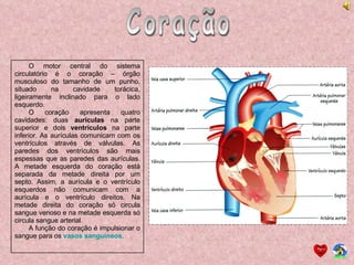 Coração O motor central do sistema circulatório é o coração – órgão musculoso do tamanho de um punho, situado na cavidade torácica, ligeiramente inclinado para o lado esquerdo. O coração apresenta quatro cavidades: duas  aurículas  na parte superior e dois  ventrículos  na parte inferior. As aurículas comunicam com os ventrículos através de válvulas. As paredes dos ventrículos são mais espessas que as paredes das aurículas. A metade esquerda do coração está separada da metade direita por um septo. Assim, a aurícula e o ventrículo esquerdos não comunicam com a aurícula e o ventrículo direitos. Na metade direita do coração só circula sangue venoso e na metade esquerda só circula sangue arterial. A função do coração é impulsionar o sangue para os  vasos sanguíneos . 