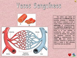 Vasos Sanguíneos Os vasos que saem do coração são as  artérias (A) , de paredes grossas e elásticas, que levam o sangue a todo o corpo. Estas subdividem-se em  arteríolas  e, posteriormente, em  capilares sanguíneos . Os capilares sanguíneos são muito finos e a sua parede é constituída por uma única camada de células. De seguida os capilares unem-se em  vénulas  e, seguidamente, em  veias (B) , que entram no coração, trazendo o sangue de todo o corpo e têm paredes mais finas que as artérias. Arteríola Artéria Capilares sanguíneos Veia Vénula 