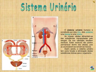 Sistema Urinário O  sistema urinário  humano é constituído por dois  rins , dois  ureteres  uma  bexiga  e uma  uretra . As nossas células alimentam-se das substâncias transportadas pelo sangue. Da sua utilização resultam resíduos. Estes resíduos não podem permanecer dentro das células, pois ao acumularem-se tornam-se tóxicos. Assim sendo, o sistema urinário tem como função a eliminação destas substâncias tóxicas para o organismo. 