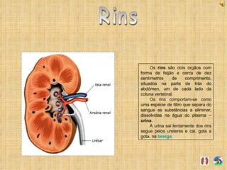 Rins Os  rins  são dois órgãos com forma de feijão e cerca de dez centímetros de comprimento, situados na parte de trás do abdómen, um de cada lado da coluna vertebral. Os rins comportam-se como uma espécie de filtro que separa do sangue as substâncias a eliminar, dissolvidas na água do plasma –  urina . A urina sai lentamente dos rins segue pelos ureteres e cai, gota a gota, na  bexiga . 
