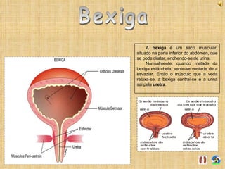 Bexiga A  bexiga  é um saco muscular, situado na parte inferior do abdómen, que se pode dilatar, enchendo-se de urina. Normalmente, quando metade da bexiga está cheia, sente-se vontade de a esvaziar. Então o músculo que a veda relaxa-se, a bexiga contrai-se e a urina sai pela  uretra . 