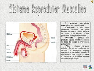 Sistema Reprodutor Masculino O  sistema reprodutor masculino  é constituído por: Testículos  – são duas glândulas situadas na parte exterior do corpo, numa espécie de bolsa – o escroto – que produzem os espermatozóides. Próstata  – glândula que produz o líquido prostático, situada na base da bexiga e atravessada pela uretra. Pénis  – situado na parte exterior do corpo, enche-se de sangue e endurece quando sexualmente excitado – erecção. É atravessado pela uretra, por onde o esperma é expulso quando acontece a ejaculação. 