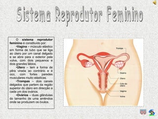 Sistema Reprodutor Feminino O  sistema reprodutor feminino  é constituído por: Vagina  – músculo elástico em forma de tubo que se liga ao útero por um canal delgado e se abre para o exterior pela vulva, com dois pequenos e dois grandes lábios. Útero  – tem a forma de pêra virada ao contrário e é oco, com fortes paredes musculares muito elásticas. Trompas  – dois canais delgados que partem da região superior do útero em direcção a cada um dos ovários. Ovários  – duas glândulas do tamanho de uma amêndoa onde se produzem os óvulos. 