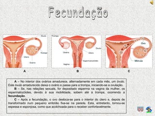 Fecundação A  – No interior dos ovários amadurece, alternadamente em cada mês, um óvulo. Este óvulo amadurecido deixa o ovário e passa para a trompa, iniciando-se a ovulação. B  – Se, nas relações sexuais, for depositado esperma na vagina da mulher, os espermatozóides, devido à sua mobilidade, sobem até à trompa, ocorrendo a  fecundação . C  – Após a fecundação, o ovo desloca-se para o interior do útero e, depois de transformado num pequeno embrião fixa-se na parede. Esta, entretanto, tornou-se espessa e esponjosa, como que acolchoada para o receber confortavelmente. A B C 