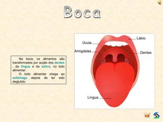 Boca Na boca, os alimentos são transformados por acção dos  dentes , da  língua  e da  saliva , no bolo alimentar. O bolo alimentar chega ao  estômago  depois de ter sido deglutido. 