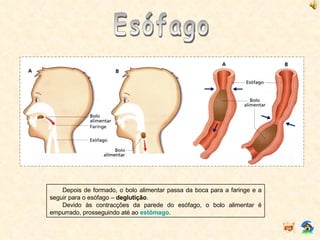 Esófago Depois de formado, o bolo alimentar passa da boca para a faringe e a seguir para o esófago –  deglutição . Devido às contracções da parede do esófago, o bolo alimentar é empurrado, prosseguindo até ao  estômago . 