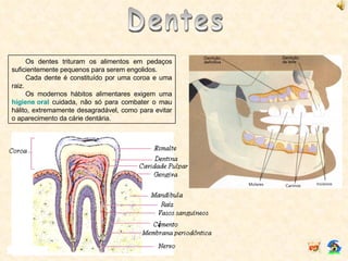Dentes Os dentes trituram os alimentos em pedaços suficientemente pequenos para serem engolidos. Cada dente é constituído por uma coroa e uma raiz. Os modernos hábitos alimentares exigem uma  higiene oral  cuidada, não só para combater o mau hálito, extremamente desagradável, como para evitar o aparecimento da cárie dentária. i 