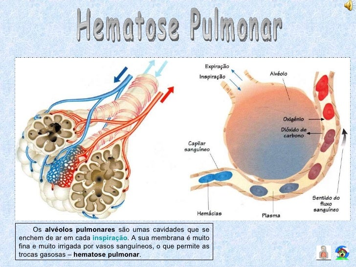 Hematose Pulmonar : O Que E Como Ocorre A Hematose Pulmonar Eu Quero ...
