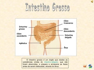 Intestino Grosso O intestino grosso é um órgão que recebe as substâncias vindas do  intestino delgado , que não foram absorvidas, e prepara e armazena as fezes antes de serem defecadas, através do ânus. Cólon ascendente Intestino grosso Intestino delgado Cólon transverso Cólon descendente Ânus Apêndice 
