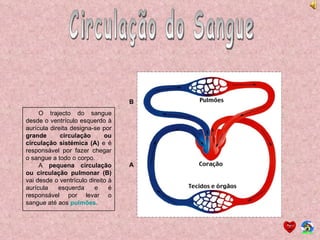 Circulação do Sangue O trajecto do sangue desde o ventrículo esquerdo à aurícula direita designa-se por  grande circulação ou circulação sistémica (A)  e é responsável por fazer chegar o sangue a todo o corpo. A  pequena circulação ou circulação pulmonar (B)  vai desde o ventrículo direito à aurícula esquerda e é responsável por levar o sangue até aos  pulmões . A B 