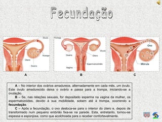 Fecundação A  – No interior dos ovários amadurece, alternadamente em cada mês, um óvulo. Este óvulo amadurecido deixa o ovário e passa para a trompa, iniciando-se a ovulação. B  – Se, nas relações sexuais, for depositado esperma na vagina da mulher, os espermatozóides, devido à sua mobilidade, sobem até à trompa, ocorrendo a  fecundação . C  – Após a fecundação, o ovo desloca-se para o interior do útero e, depois de transformado num pequeno embrião fixa-se na parede. Esta, entretanto, tornou-se espessa e esponjosa, como que acolchoada para o receber confortavelmente. A B C 