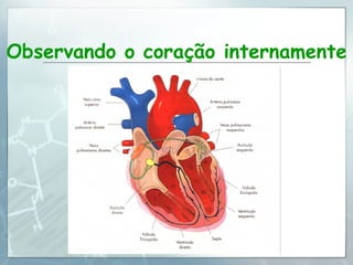 Observando o coração internamente 