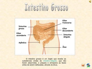 O intestino grosso é um órgão que recebe as
substâncias vindas do intestino delgado, que não
foram absorvidas, e prepara e armazena as fezes
antes de serem defecadas, através do ânus.
Cólon
ascendente
Intestino
grosso
Intestino
delgado
Cólon
transverso
Cólon
descendente
Ânus
Apêndice
 