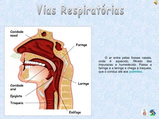 O ar entra pelas fossas nasais,
onde é aquecido, filtrado das
impurezas e humedecido. Passa a
faringe e a laringe e chega à traqueia,
que o conduz até aos pulmões.
Laringe
Esófago
Traqueia
Epiglote
Cavidade
oral
Cavidade
nasal
Faringe
 