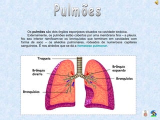 Os pulmões são dois órgãos esponjosos situados na cavidade torácica.
Externamente, os pulmões estão cobertos por uma membrana fina – a pleura.
No seu interior ramificam-se os bronquíolos que terminam em cavidades com
forma de saco – os alvéolos pulmonares, rodeados de numerosos capilares
sanguíneos. É nos alvéolos que se dá a hematose pulmonar.
Traqueia
Bronquíolos
Bronquíolos
Brônquio
direito
Brônquio
esquerdo
 