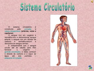 O sistema circulatório é
constituído pelo coração e
vasos sanguíneos (artérias, veias e
capilares).
O sangue rico em oxigénio é
vermelho-vivo e denomina-se sangue
arterial; o sangue rico em dióxido de
carbono é vermelho-escuro e
denomina-se sangue venoso.
É indispensável que o sangue
circule até às células para lhes
fornecer o oxigénio –
grande circulação; e delas conduzir
o dióxido de carbono e o vapor de
água até aos pulmões –
pequena circulação.
 