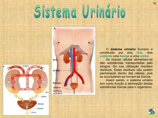 O sistema urinário humano é
constituído por dois rins, dois
ureteres uma bexiga e uma uretra.
As nossas células alimentam-se
das substâncias transportadas pelo
sangue. Da sua utilização resultam
resíduos. Estes resíduos não podem
permanecer dentro das células, pois
ao acumularem-se tornam-se tóxicos.
Assim sendo, o sistema urinário
tem como função a eliminação destas
substâncias tóxicas para o organismo.
 