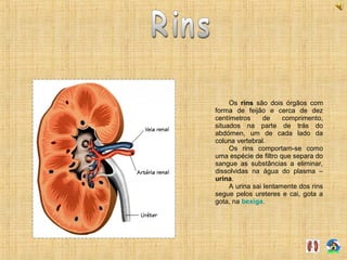 Os rins são dois órgãos com
forma de feijão e cerca de dez
centímetros de comprimento,
situados na parte de trás do
abdómen, um de cada lado da
coluna vertebral.
Os rins comportam-se como
uma espécie de filtro que separa do
sangue as substâncias a eliminar,
dissolvidas na água do plasma –
urina.
A urina sai lentamente dos rins
segue pelos ureteres e cai, gota a
gota, na bexiga.
 