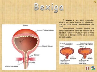A bexiga é um saco muscular,
situado na parte inferior do abdómen,
que se pode dilatar, enchendo-se de
urina.
Normalmente, quando metade da
bexiga está cheia, sente-se vontade de a
esvaziar. Então o músculo que a veda
relaxa-se, a bexiga contrai-se e a urina
sai pela uretra.
 