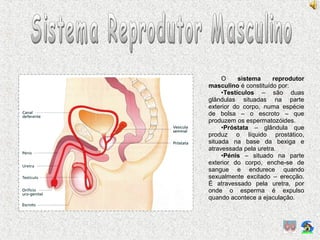 O sistema reprodutor
masculino é constituído por:
•Testículos – são duas
glândulas situadas na parte
exterior do corpo, numa espécie
de bolsa – o escroto – que
produzem os espermatozóides.
•Próstata – glândula que
produz o líquido prostático,
situada na base da bexiga e
atravessada pela uretra.
•Pénis – situado na parte
exterior do corpo, enche-se de
sangue e endurece quando
sexualmente excitado – erecção.
É atravessado pela uretra, por
onde o esperma é expulso
quando acontece a ejaculação.
 