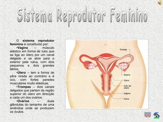 O sistema reprodutor
feminino é constituído por:
•Vagina – músculo
elástico em forma de tubo que
se liga ao útero por um canal
delgado e se abre para o
exterior pela vulva, com dois
pequenos e dois grandes
lábios.
•Útero – tem a forma de
pêra virada ao contrário e é
oco, com fortes paredes
musculares muito elásticas.
•Trompas – dois canais
delgados que partem da região
superior do útero em direcção
a cada um dos ovários.
•Ovários – duas
glândulas do tamanho de uma
amêndoa onde se produzem
os óvulos.
 