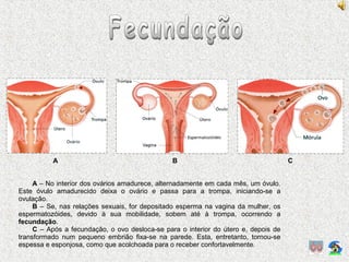 A – No interior dos ovários amadurece, alternadamente em cada mês, um óvulo.
Este óvulo amadurecido deixa o ovário e passa para a trompa, iniciando-se a
ovulação.
B – Se, nas relações sexuais, for depositado esperma na vagina da mulher, os
espermatozóides, devido à sua mobilidade, sobem até à trompa, ocorrendo a
fecundação.
C – Após a fecundação, o ovo desloca-se para o interior do útero e, depois de
transformado num pequeno embrião fixa-se na parede. Esta, entretanto, tornou-se
espessa e esponjosa, como que acolchoada para o receber confortavelmente.
A B C
 